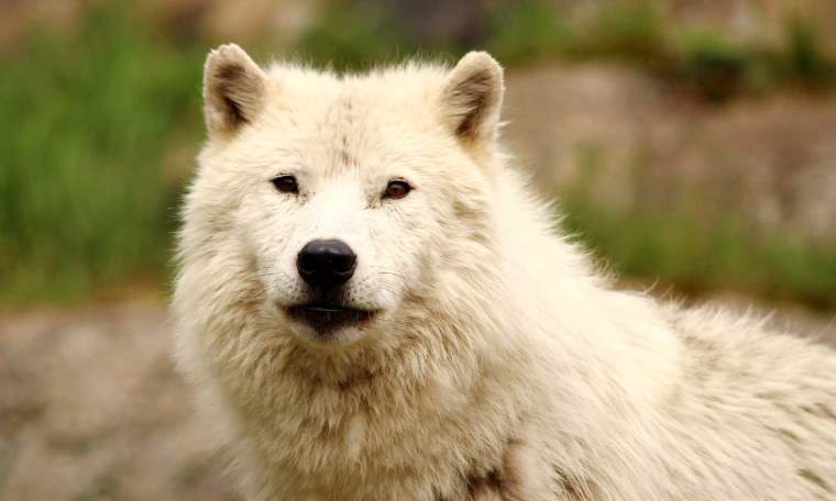 Cotswold Wildlife Park